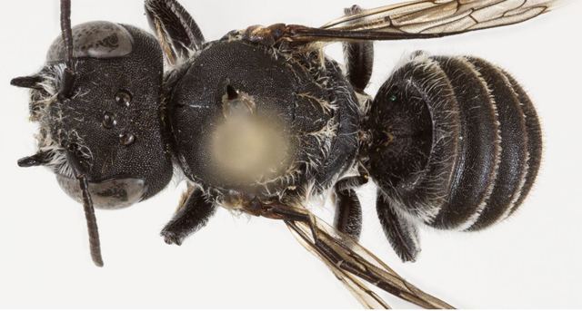 “Lucifer”/ ZBULOHET një specie e re blete në Australi..DETAJET