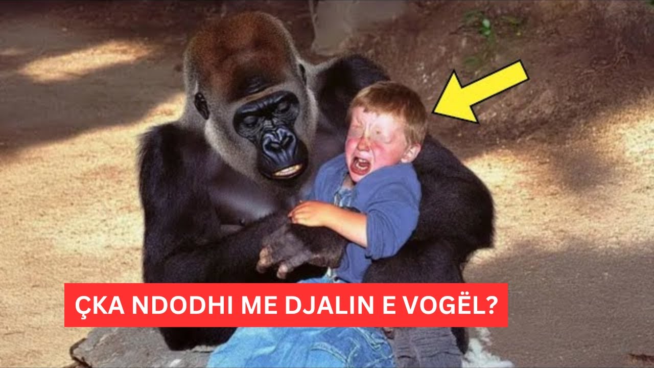 “Momenti Terrorizues Kur Foshnja Im U Kap nga Një Gorilë – Historia e Një Prindi”