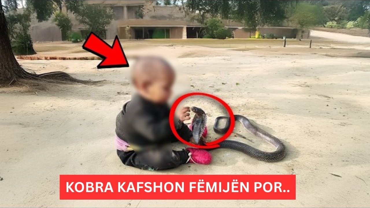Mjekët tronditen pasi ky djal i vogël përballon përplasjen me kobrën!