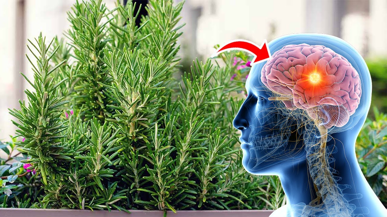 Kjo bimë ka habitur edhe mjekët. Forcon kujtesën me 75% dhe përmirëson trurin