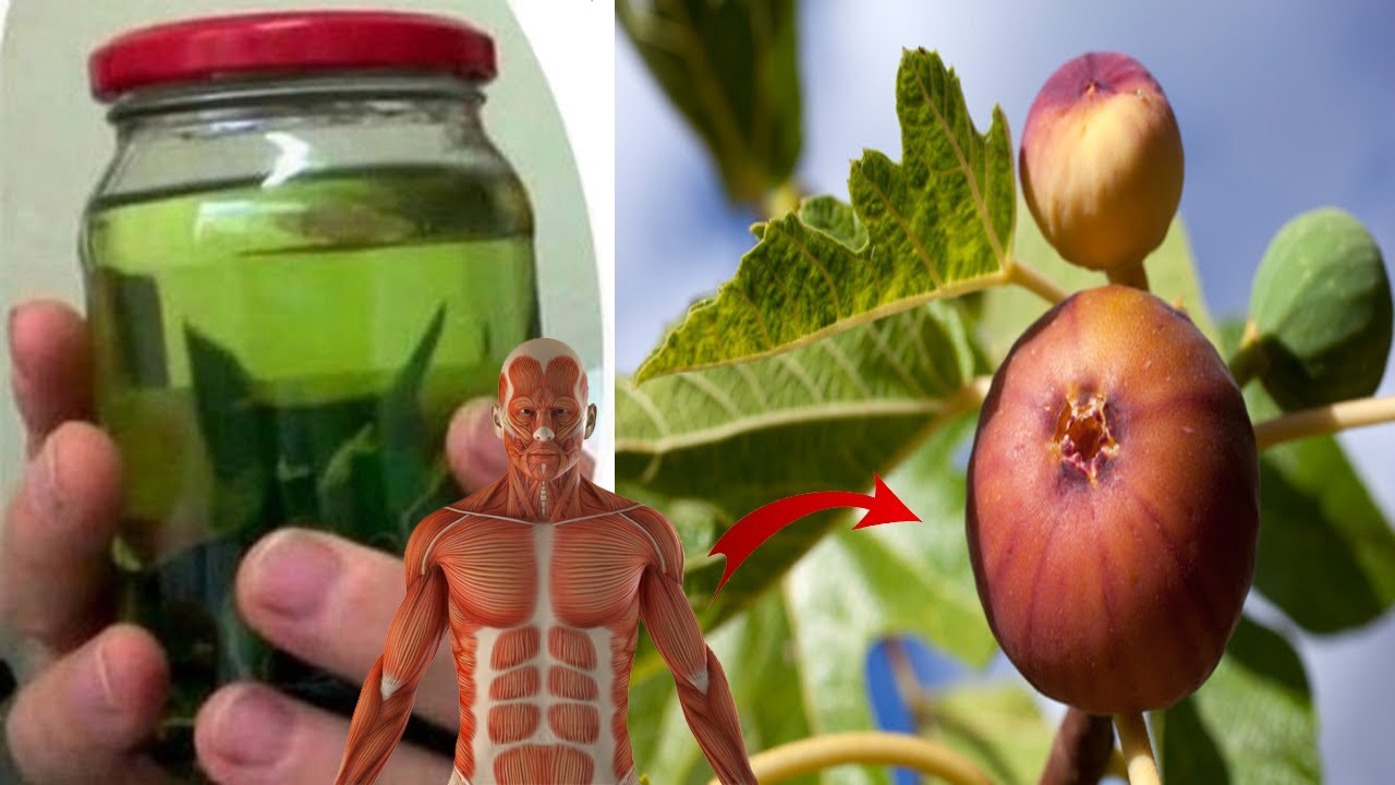 Shërben për të gjitha moshat, çaji me gjethe fiku është ila’çi i duhur që kuron këto sëmundje