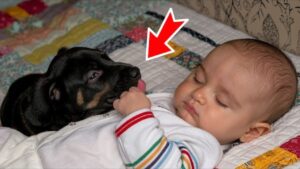 Babai solli një qen për djalin e tij të paralizuar dhe më pas ndodhi diçka e paimagjinueshme!