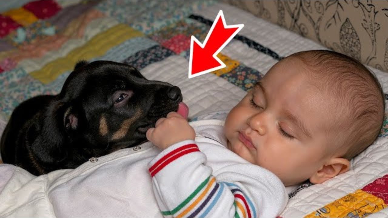 Babai solli një qen për djalin e tij të paralizuar dhe më pas ndodhi diçka e paimagjinueshme!