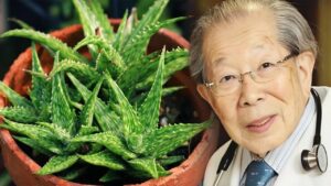 ‘Bima e përjetësisë’, nëse keni aloe vera në shtëpi nuk do vuani kurrë nga këto sëmundje
