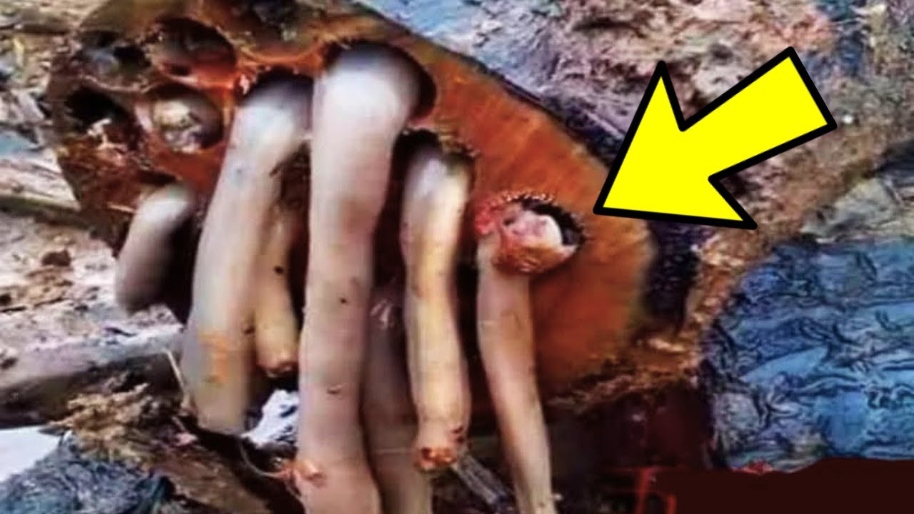 Qeni ish-polic nuk pushoi së lehuri drejt pemës – ajo që gjetën brenda i la të gjithë të ngrirë!