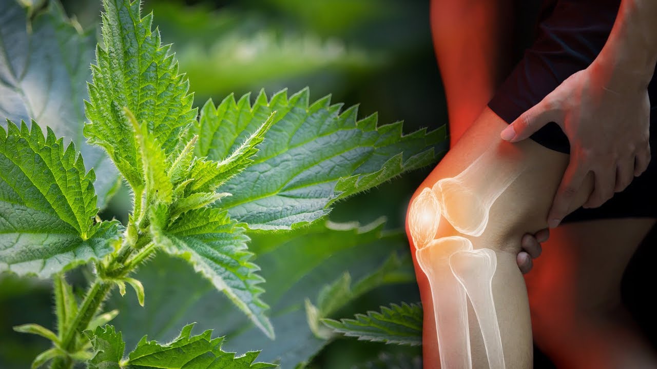 Thoni lamtumirë dhimbjeve të gjurit vetëm me disa gjethe hithre për 10 minuta