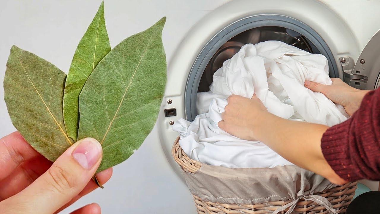 Vetëm një gjethe e kësaj bime në lavatriçen tuaj bën mrekulli me rrobat