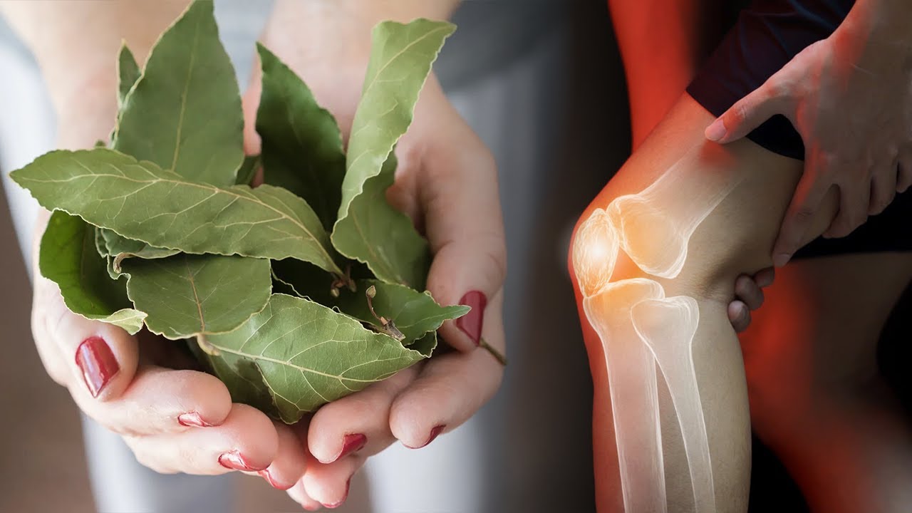 Harrojini farmacitë, sytë tek gjethet e dafinës dhe do kuroni këto 20 sëmundje