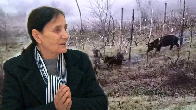 Ligji i shtetit, apo “ligji i fshatit”? Kryeplaku në Mirditë shkatërron..