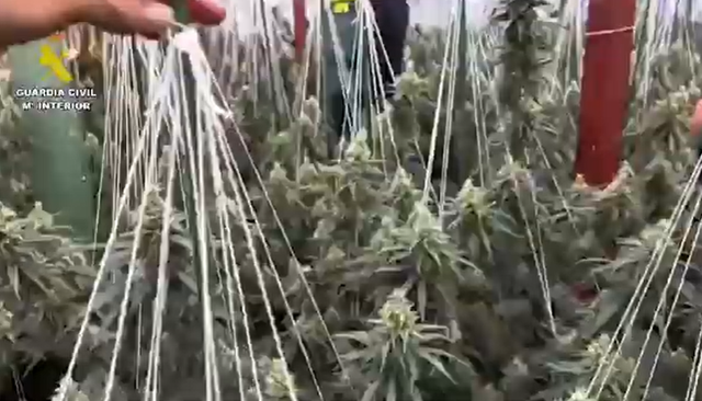 Çmontohet rrjeti shqiptar në Spanjë, vodhën 210 mijë euro energji elektrike për “shtëpitë e barit”