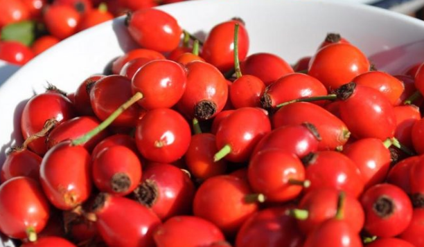 Si te qetesoni dhimbjet e reumatizmes me pluhurin e trëndafilit të egër