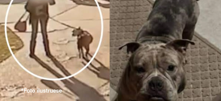 E TMERRSHME/Qeni sulmon për vdekje dy vjeçarin shqiptar, si ndodhi ngjarja