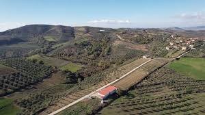 Në Lushnjë ulliri rrit fitimet, fermerët zëvendësuan drithërat me ullishte, por ankohen se nuk…