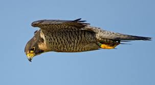 Mos e humbisni/ Ja çfarë bën Skifteri kur mbush 40 vjeç