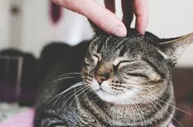 Profesioni më i ri, të paguhesh për të përkëdhelur macet.. Ja ku të aplikoni