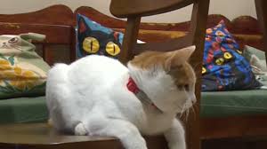 Nga rruga në strehë, ‘bari’ i maceve në Tiranë që shpëton kafshët e braktisura