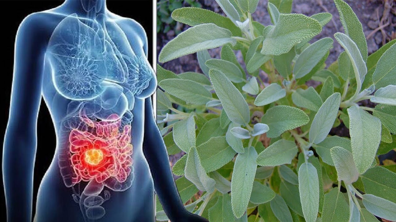 Mbani këtë bimë në shtëpi dhe “nuk do të vuani kurrë nga këto sëmundje”