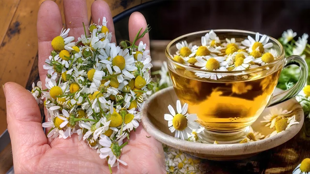 Mjeku “çudit” botën: Me lëngun e kësaj lule, gratë do të shpëtojnë një herë e mirë nga këto probleme