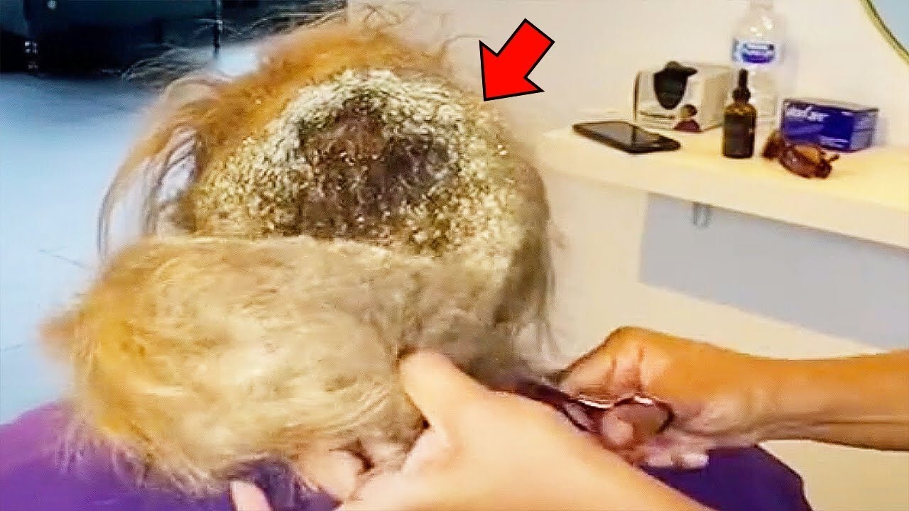 Parukierja bën një zbulim tronditës pasi vajza refuzoi t’i krihte flokët për vite me radhë