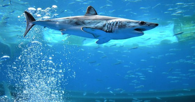 Ç’po ndodh? Peshkaqenët shfaqen në brigjet greke, reagojnë shkencëtarët